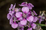 Pineoak jewelflower